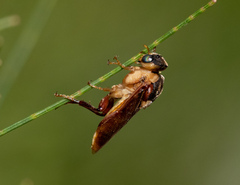 Perga dorsalis