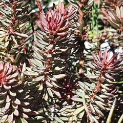 Pultenaea humilis