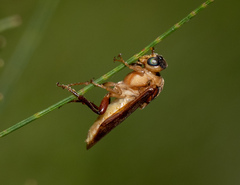 Perga dorsalis