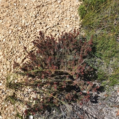 Pultenaea humilis