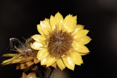 Xerochrysum viscosum