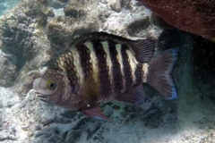 Abudefduf septemfasciatus