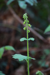 Tellima grandiflora