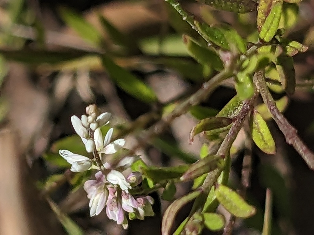 milkwort from Nambucca Heads NSW 2448, Australia on February 19, 2023