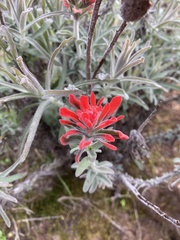 Castilleja foliolosa