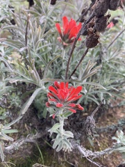 Castilleja foliolosa