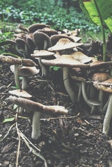 Fungi