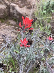 Castilleja foliolosa