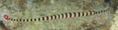 Dunckerocampus dactyliophorus