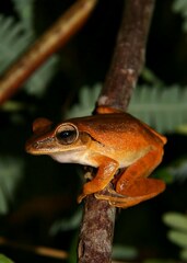 Polypedates leucomystax