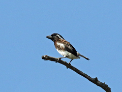 Stactolaema leucotis