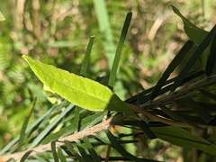 Billardiera scandens