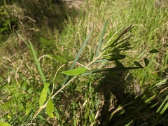 Billardiera scandens
