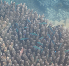 Chromis atripectoralis