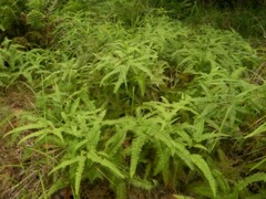 Dicranopteris linearis