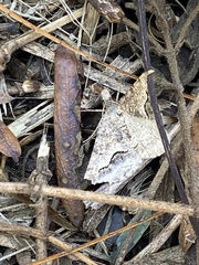 Frederickia s-signata