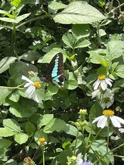 Graphium sarpedon connectens