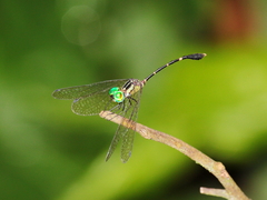 Nannophlebia eludens