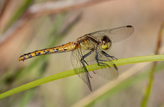 Diplacodes bipunctata