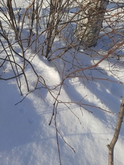 Amelanchier spicata