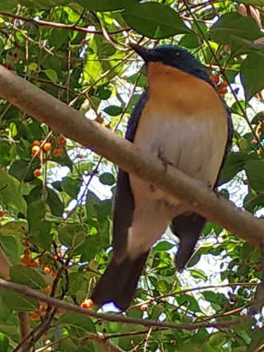 Tickell's Blue Flycatcher (Cyornis tickelliae), photo 10