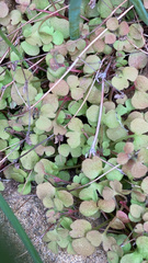 Pterostegia drymarioides