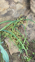 Pterostegia drymarioides