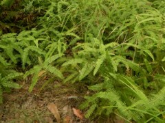 Dicranopteris linearis