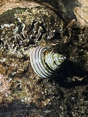 Calliostoma canaliculatum