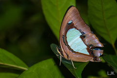Polyura hebe