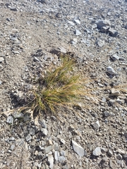 Rytidosperma setifolium