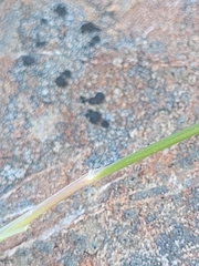Rytidosperma setifolium