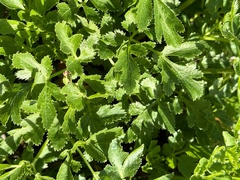 Tauschia hartwegii
