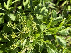 Tauschia hartwegii