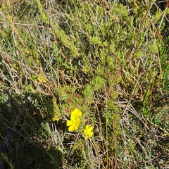 Hibbertia fasciculata