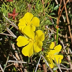 Hibbertia fasciculata