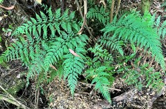 Asplenium gracillimum
