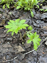 Petasites frigidus palmatus