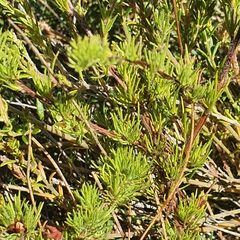 Hibbertia fasciculata