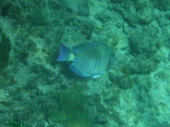 Acanthurus chirurgus