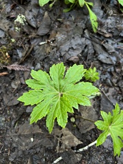 Petasites frigidus palmatus