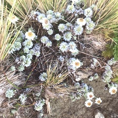 Leucogenes leontopodium