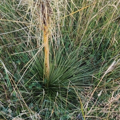 Aciphylla subflabellata