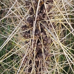 Aciphylla subflabellata