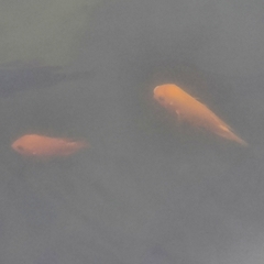 Amphilophus citrinellus