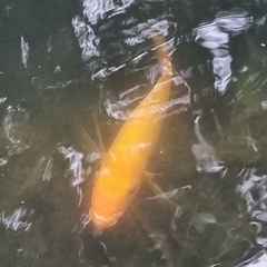 Amphilophus citrinellus