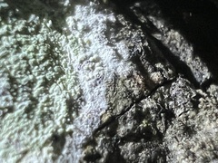 Phlyctis boliviensis