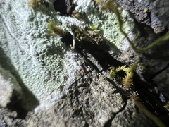 Phlyctis boliviensis