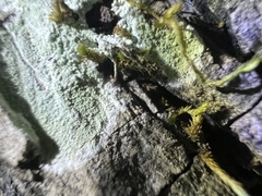 Phlyctis boliviensis