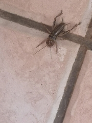 Gryllodes sigillatus